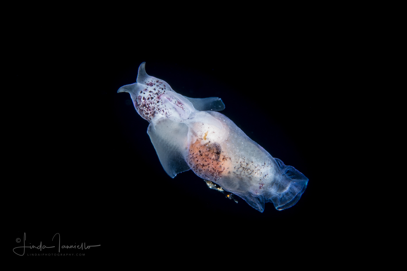 Sea Angel - Pteropoda - Gymnosomata - Pneumoderma violaceum