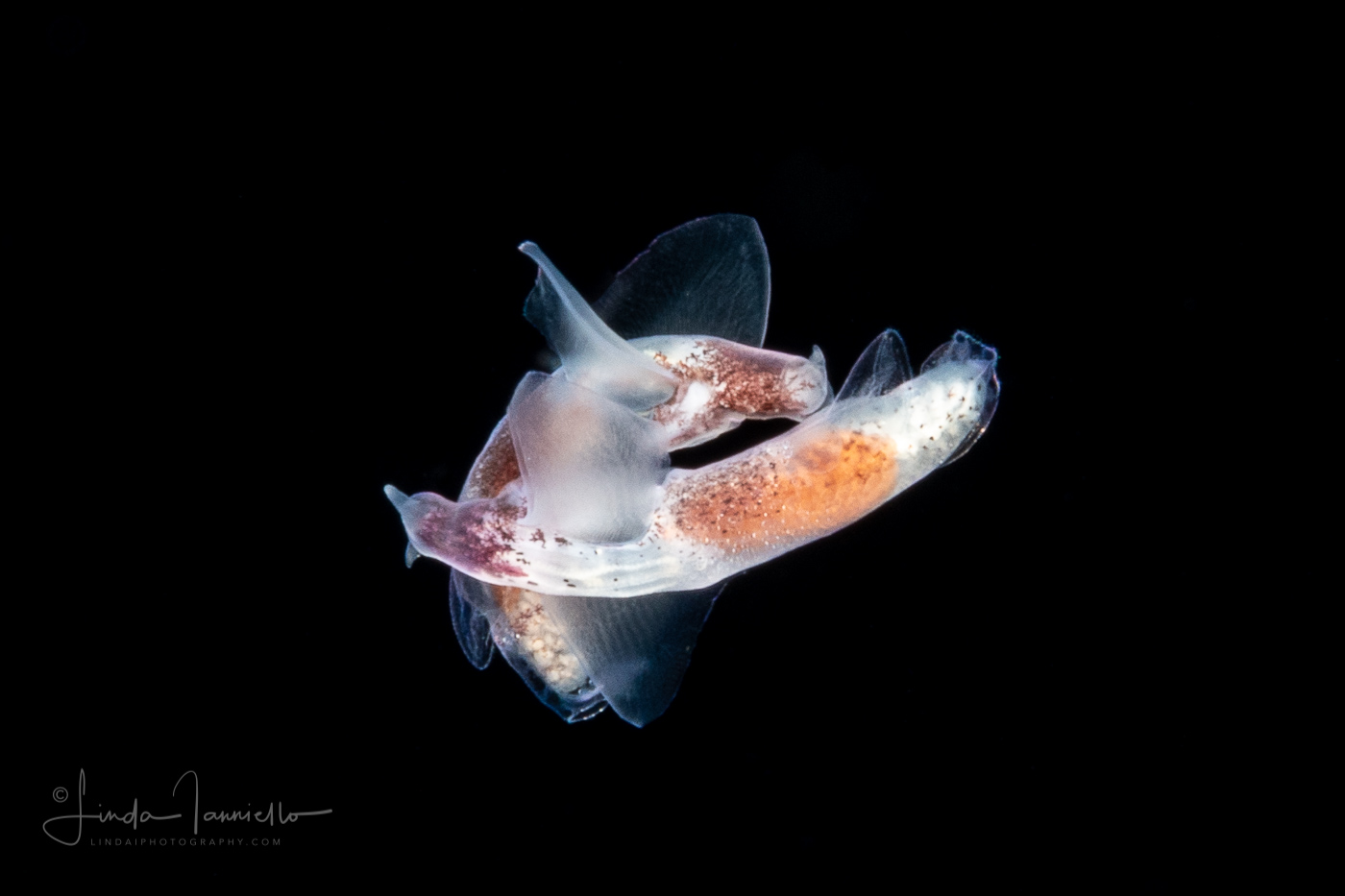 Sea Angel - Pteropoda - Gymnosomata - Pneumoderma violaceum -  Mating