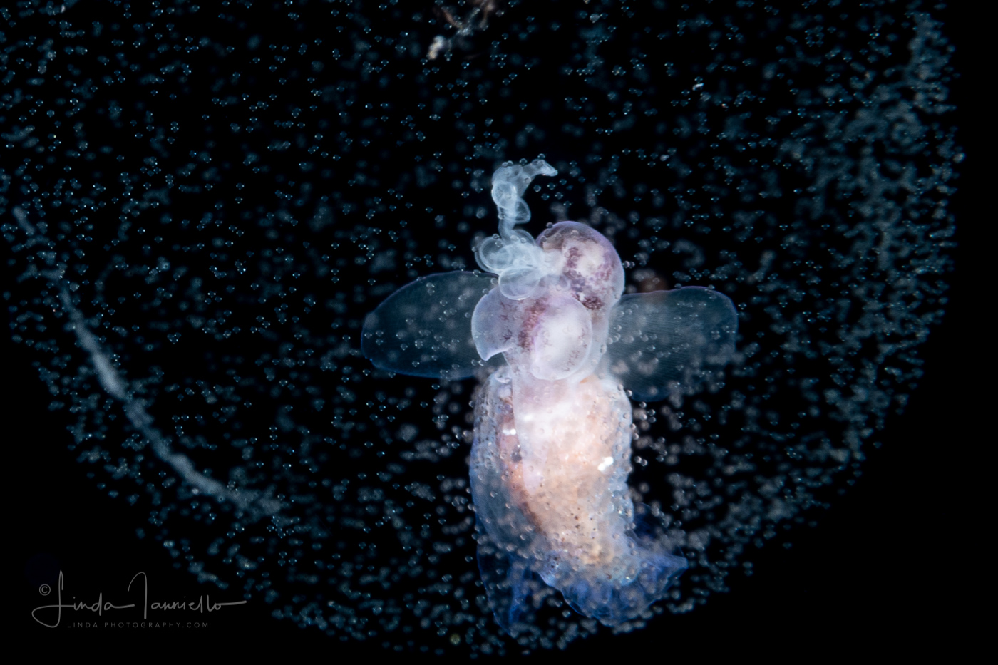 Sea Angel - Pteropoda - Gymnosomata - Pneumoderma violaceum - Spawning