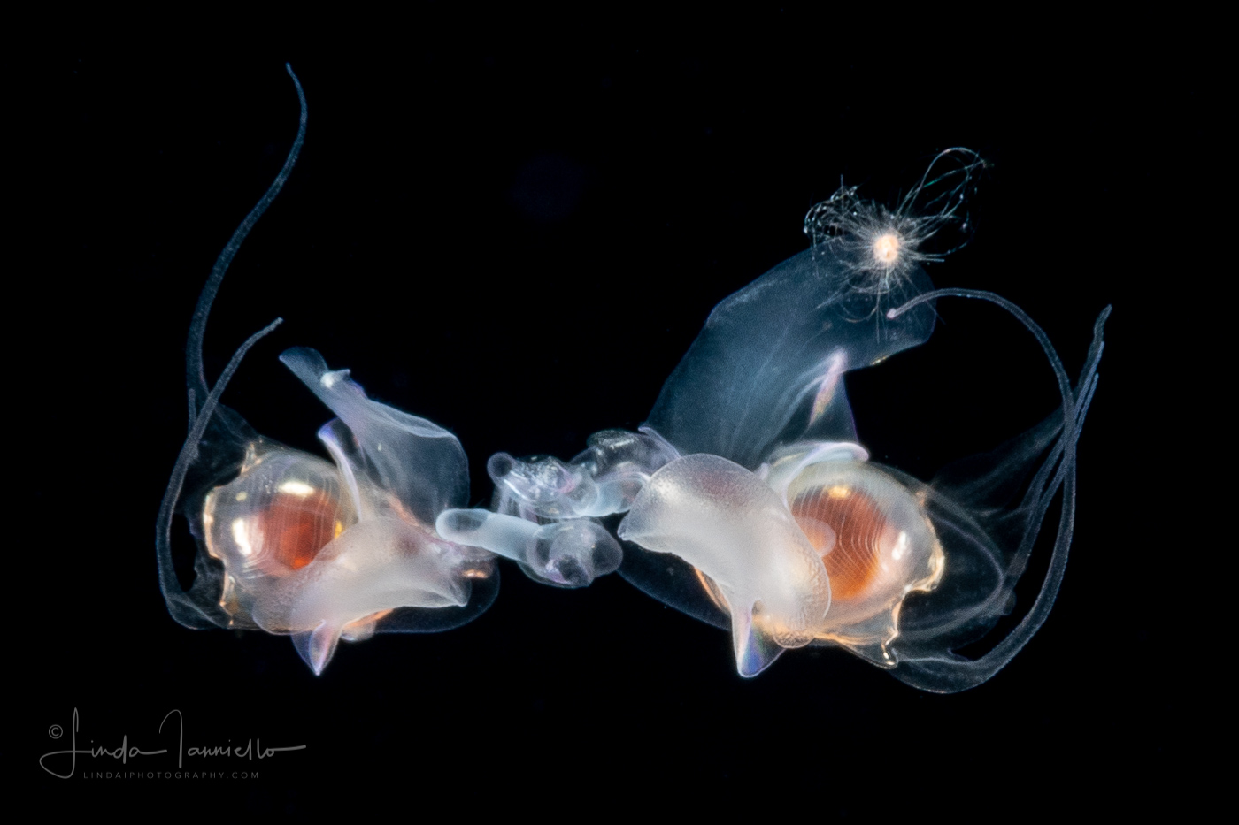 Sea Butterflies Pteropod Mollusk Diacavolinia sp. Mating