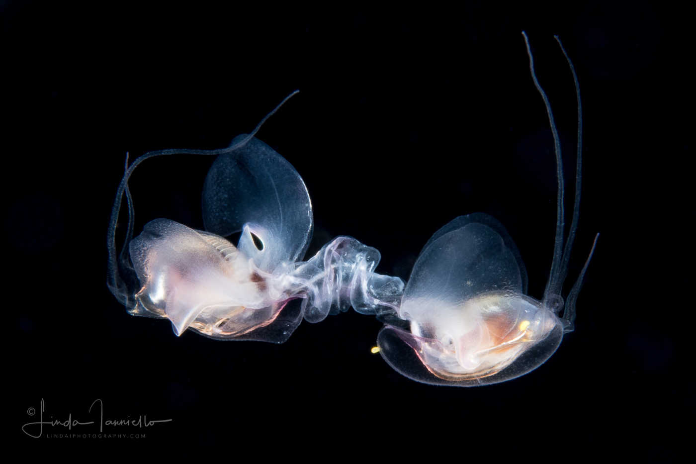 Sea Butterflies Pteropod Mollusk Diacavolinia sp. Mating