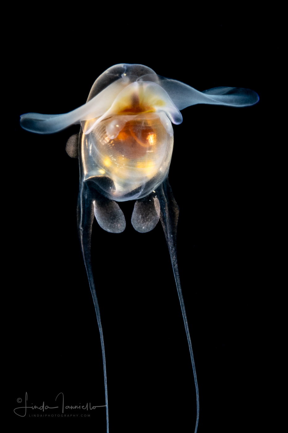 Sea Butterfly - Pteropoda - Euthecosomata - Cavolinia tridentata