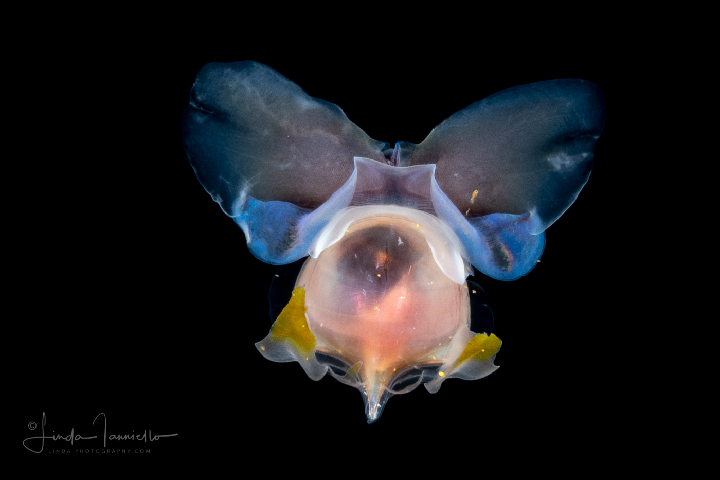 Sea Butterfly - Pteropoda - Euthecosomata - Cavolinia tridentata - With Green Mantle Appendages