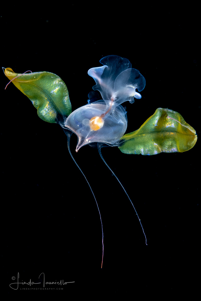 Sea Butterfly - Pteropoda - Euthecosomata - Cavolinia tridentata - With Green Mantle Appendages