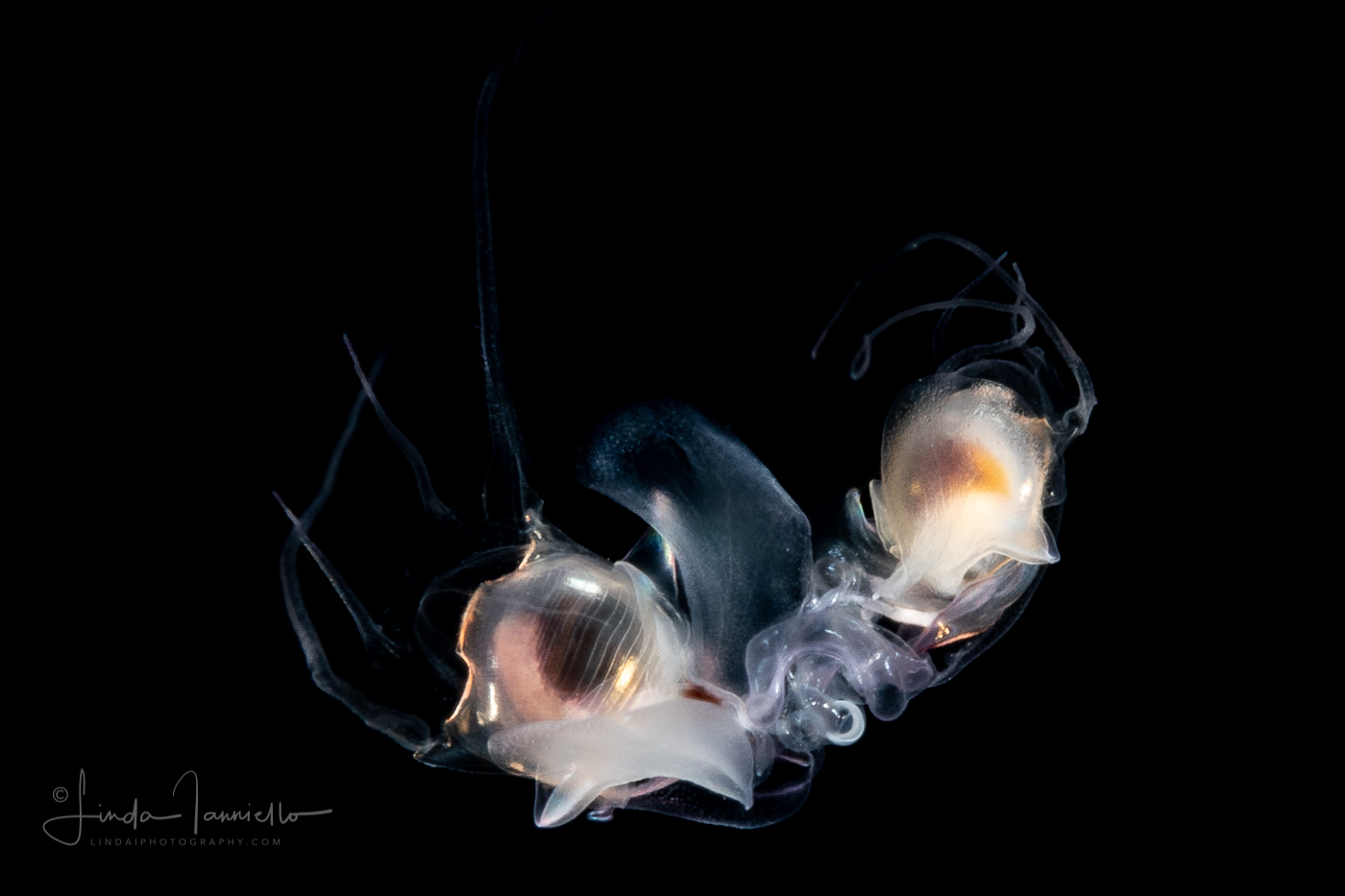 Sea Butterfly - Pteropoda - Euthecosomata - Diacavolinia longirostris - mating