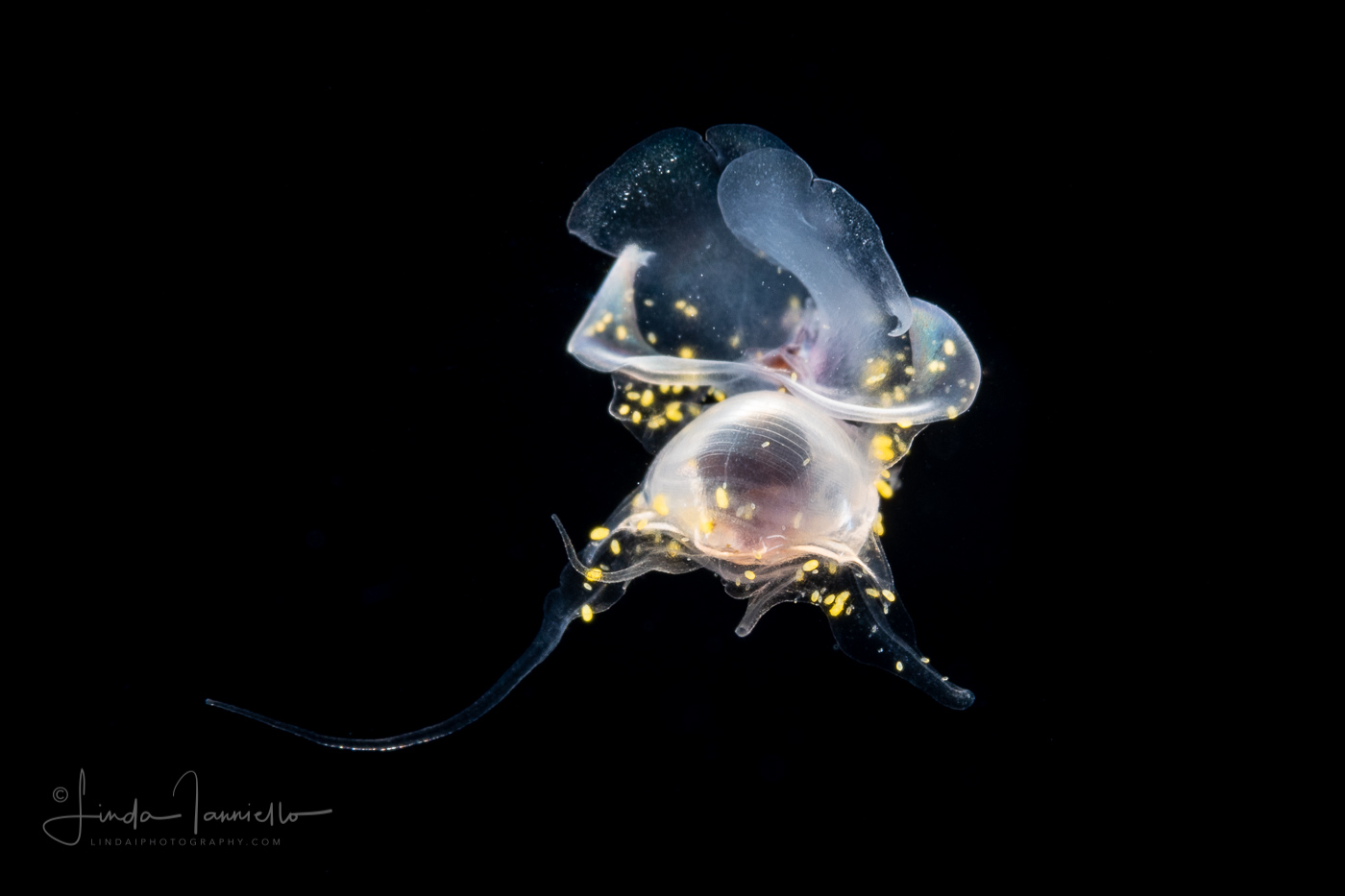 Sea Butterfly - Pteropoda - Euthecosomata - Diacavolinia longirostris - with Parasites - Dinoflagellates
