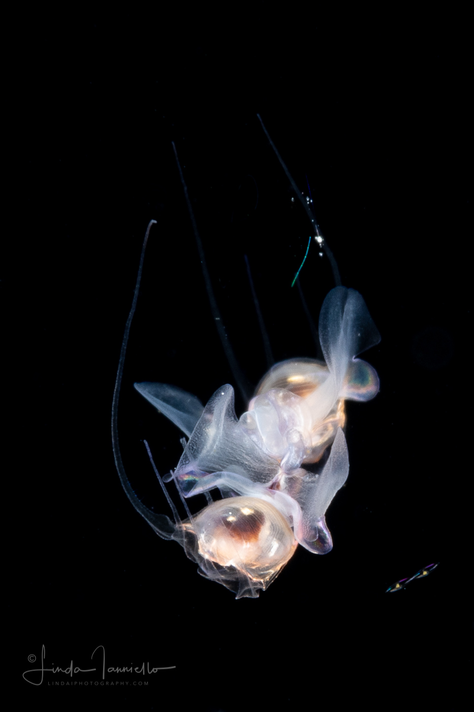 Sea Butterfly - Pteropoda - Euthecosomata - Diacavolinia longirostris. - Mating