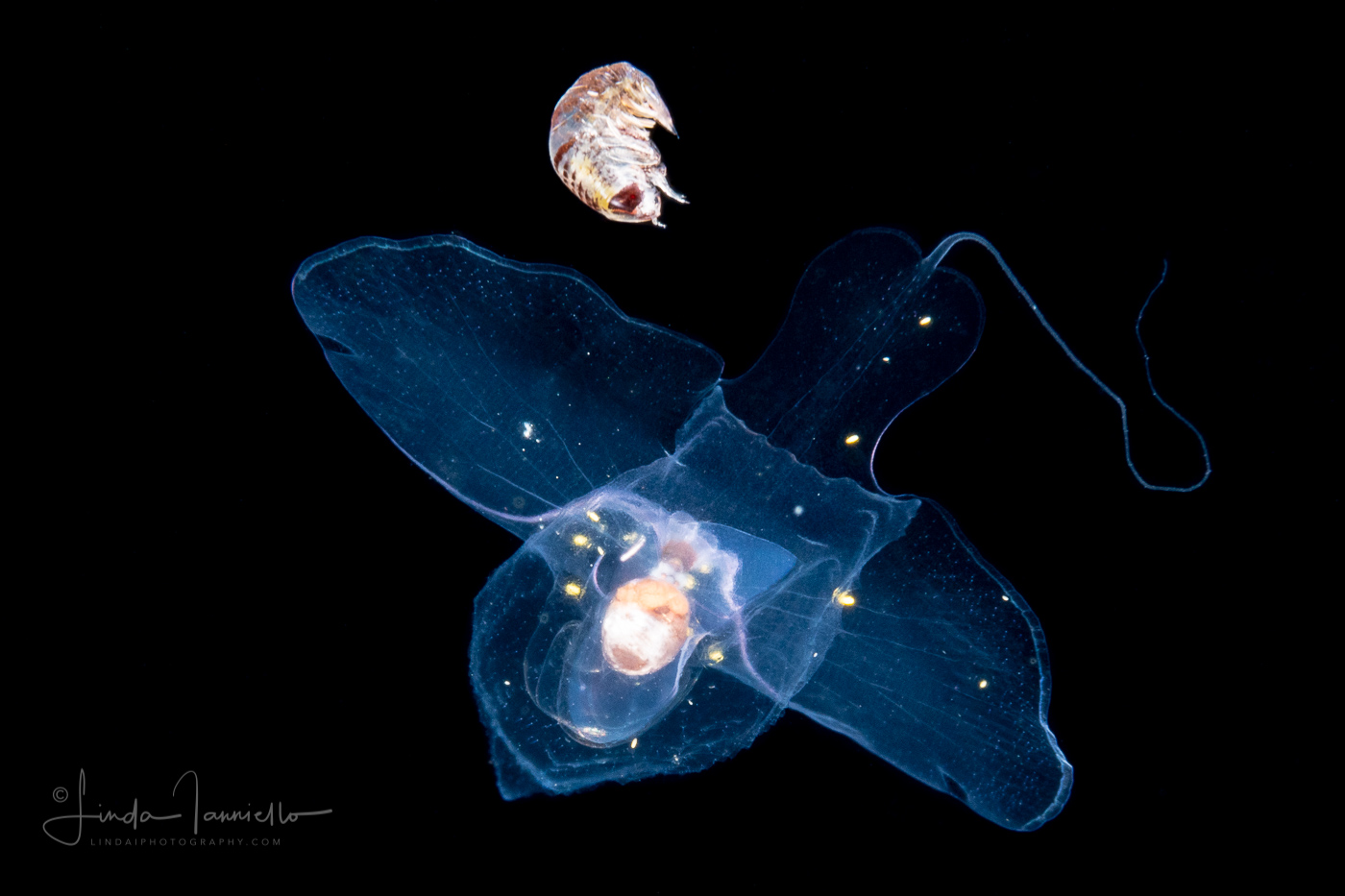 Sea Butterfly - Pteropoda - Pseudothecosomata - Cymbulia peronii - and Hyperiid Amphipod