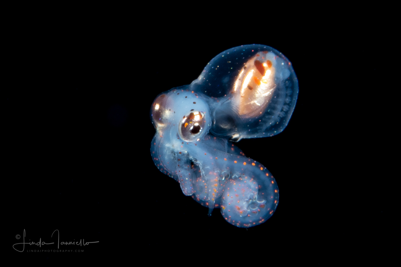Tiny Longarm Octopus - Macrotritopus defilippi