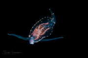 Pelagic Nudibranch - Nudibranchia - Phylliroe species Pelagic Nudibranch - Nudibranchia - Phylliroe species