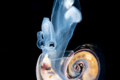 Atlantidae - Atlanta sp. - Pelagic Marine Gastropod Mollusk - Heteropod