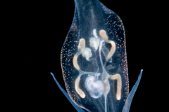 Pelagic Nudibranch - Nudibranchia - Phylliroe bucephala