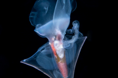Sea Butterfly - Pteropoda -  Euthecosomata - Clio pyramidata