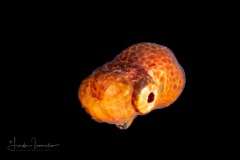 Argonauta - Argonautidae - Pelagic Octopus