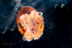 Argonauta - Argonautidae - Pelagic Octopus - In a Salp Chain