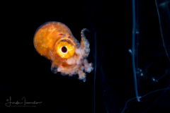 Argonauta - Argonautidae - Pelagic Octopus - In a Salp Chain