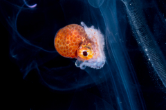 Argonauta - Argonautidae - Pelagic Octopus - In a Salp Chain