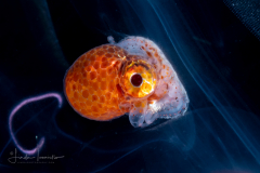 Argonauta - Argonautidae - Pelagic Octopus - In a Salp Chain