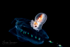 Argonauta - Argonautidae - Pelagic Octopus - Riding on a Siphonophore