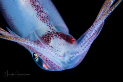 Arrow Squid - Doryteuthis pleii