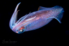 Inshore Squid - Doryteuthis sp.