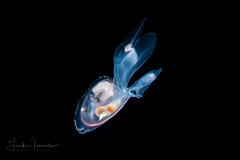 Atlantidae - Atlanta sp. - Pelagic Marine Gastropod Mollusk - Heteropod
