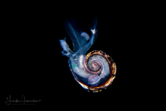 Atlantidae - Atlanta sp. - Pelagic Marine Gastropod Mollusk - Heteropod