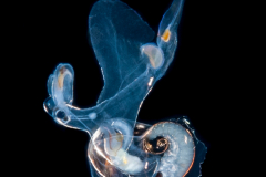 Atlantidae - Atlanta sp. - Pelagic Marine Gastropod Mollusk - Heteropod