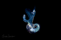 Atlantidae - Atlanta sp. - Pelagic Marine Gastropod Mollusk - Heteropod
