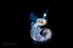 Atlantidae - Atlanta sp. - Pelagic Marine Gastropod Mollusk - Heteropod - Predation