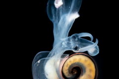 Atlantidae - Atlanta sp. - Pelagic Marine Gastropod Mollusk - Heteropod