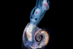 Atlantidae - Atlanta sp. - Pelagic Marine Gastropod Mollusk - Heteropod