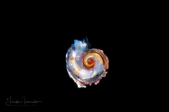 Atlantidae - Atlanta sp. - Pelagic Marine Gastropod Mollusk - Heteropod