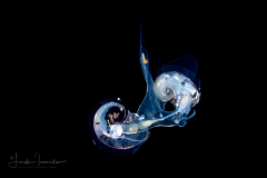 Atlantidae - Atlanta sp. - Pelagic Marine Gastropod Mollusk - Heteropod - Mating