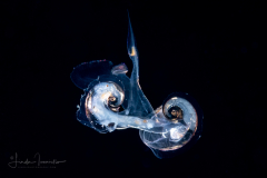 Atlantidae - Atlanta sp. - Pelagic Marine Gastropod Mollusk - Heteropod - Mating