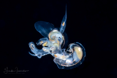 Atlantidae - Atlanta sp. - Pelagic Marine Gastropod Mollusk - Heteropod - Mating