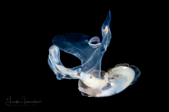 Atlantidae - Atlanta sp. - Pelagic Marine Gastropod Mollusk - Heteropod - Preying on Another Atlanta