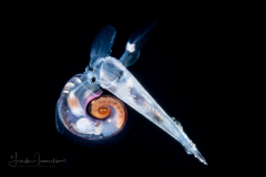 Atlantidae - Atlanta sp. - Pelagic Marine Gastropod Mollusk - Heteropod - Preying on a Sea Butterfly - Thecosome Pteropod - Styliola subula