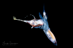 Atlantidae - Atlanta sp. - Pelagic Marine Gastropod Mollusk - Preying on a Sea Butterfly - Diacria trispinosa