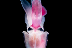 Atlantidae - Oxygyrus inflatus - Pelagic Marine Gastropod Mollusk - Heteropod