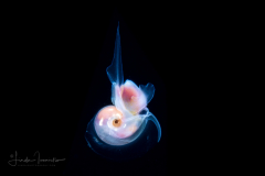 Atlantidae - Oxygyrus inflatus - Pelagic Marine Gastropod Mollusk - Heteropod