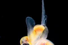 Atlantidae - Oxygyrus inflatus - Pelagic Marine Gastropod Mollusk - Heteropod