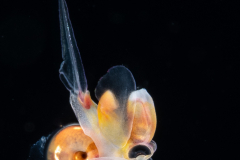 Atlantidae - Oxygyrus inflatus - Pelagic Marine Gastropod Mollusk - Heteropod