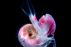 Atlantidae - Oxygyrus inflatus - Pelagic Marine Gastropod Mollusk - Heteropod