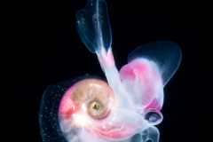Atlantidae - Oxygyrus inflatus - Pelagic Marine Gastropod Mollusk - Heteropod