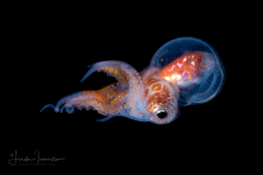Blanket Octopus - Tremoctopus violaceus - Female