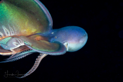 Blanket Octopus - Tremoctopus violaceus - Female