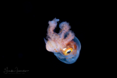 Blanket Octopus - Tremoctopus violaceus - Male