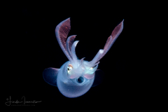 Diamond Squid - Thysanoteuthis rhombus