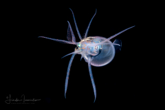 Diamond Squid - Thysanoteuthis rhombus